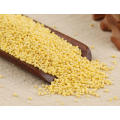 Proso Millet Crop